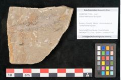 Foto (Objekt + Etikett) von Voltzia heterophylla Brongniart (NHMW-GEO-2024-0188-11130)